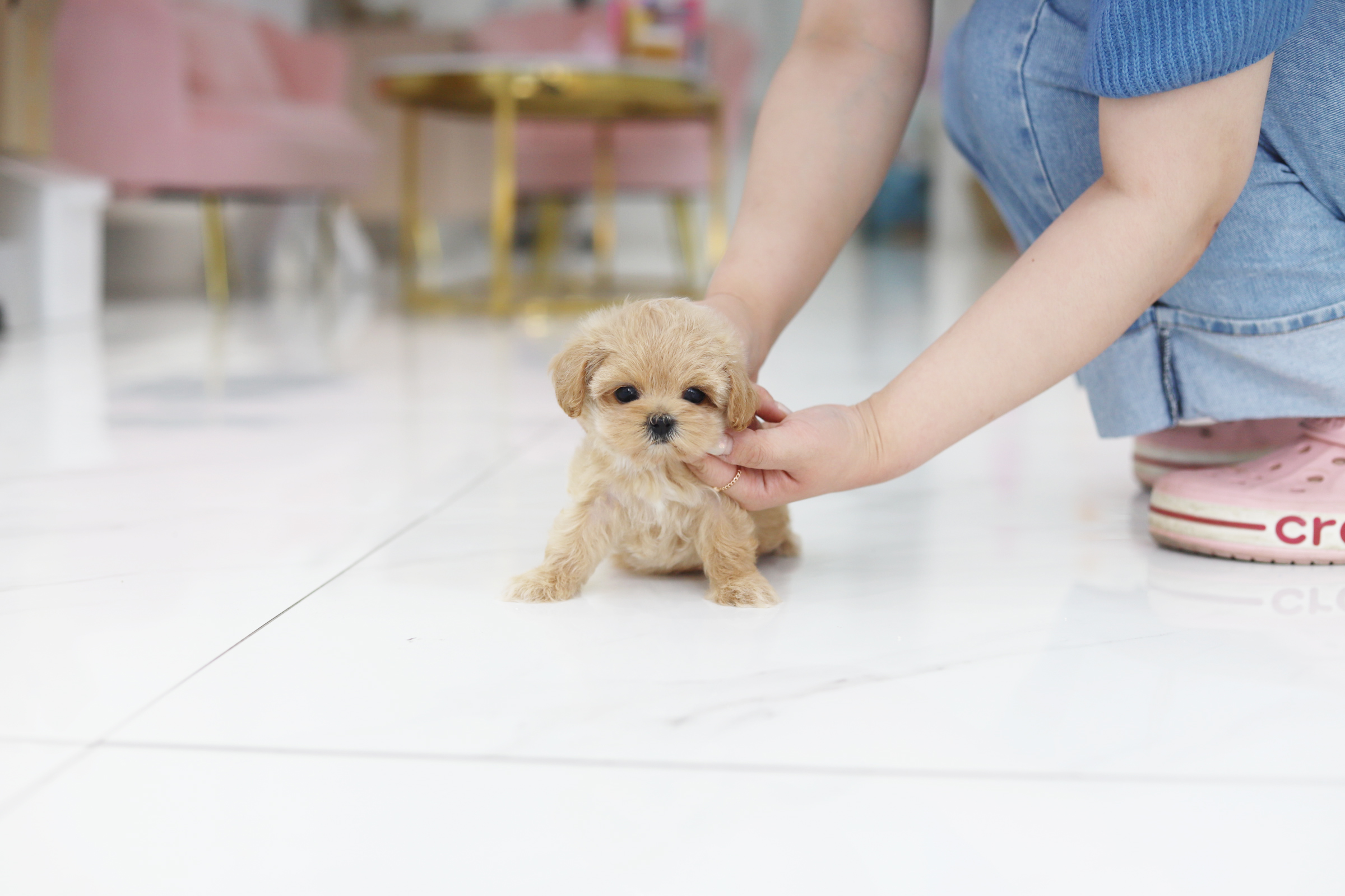 말티푸 분양합니다