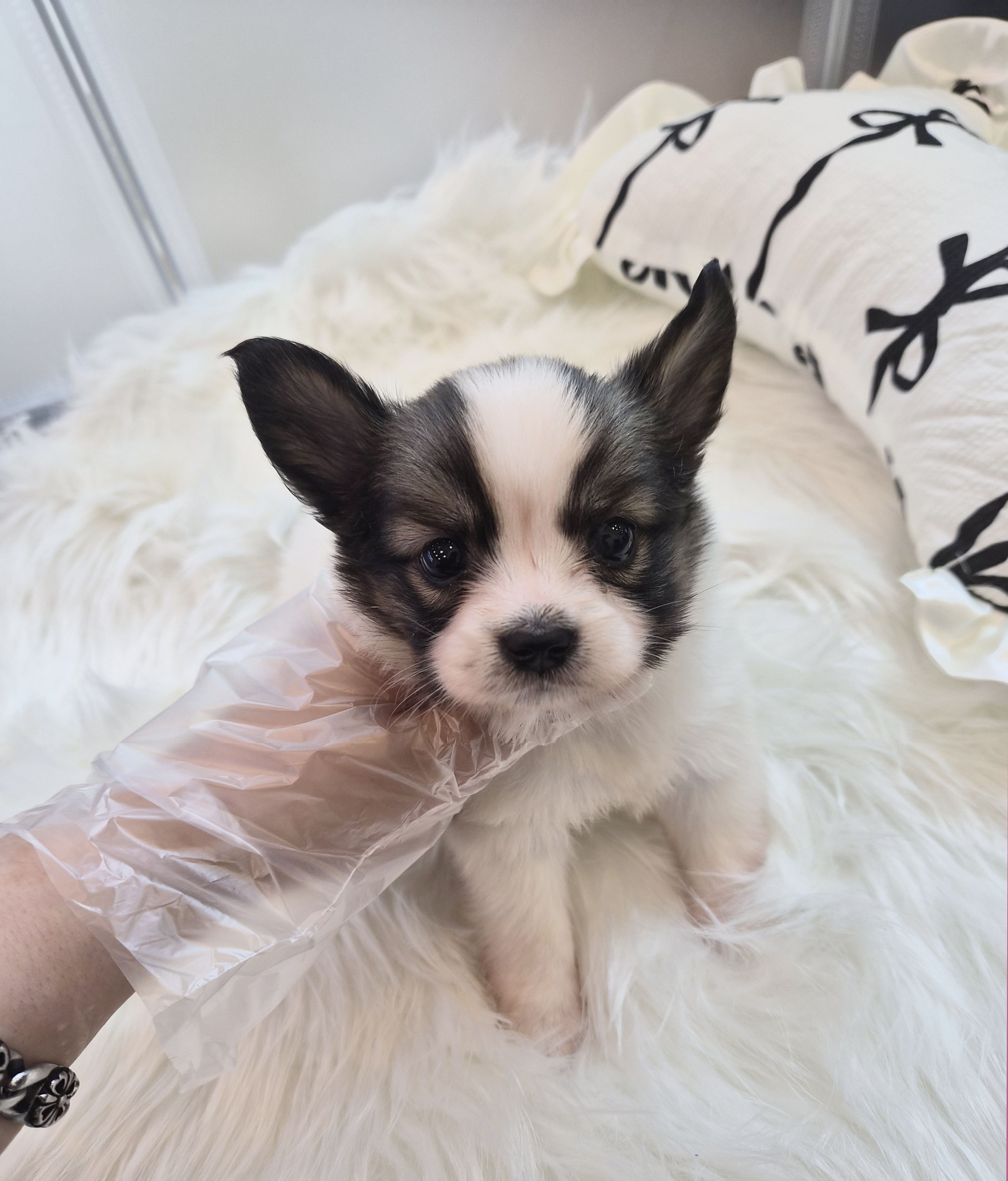 빠삐용 분양합니다